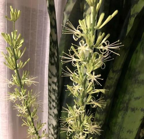 虎耳兰花代表什么？如何用虎耳兰花表达祝福？