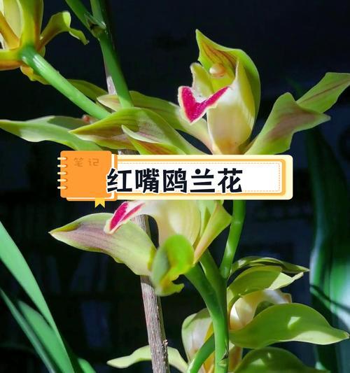 虎耳兰花代表什么？如何用虎耳兰花表达祝福？