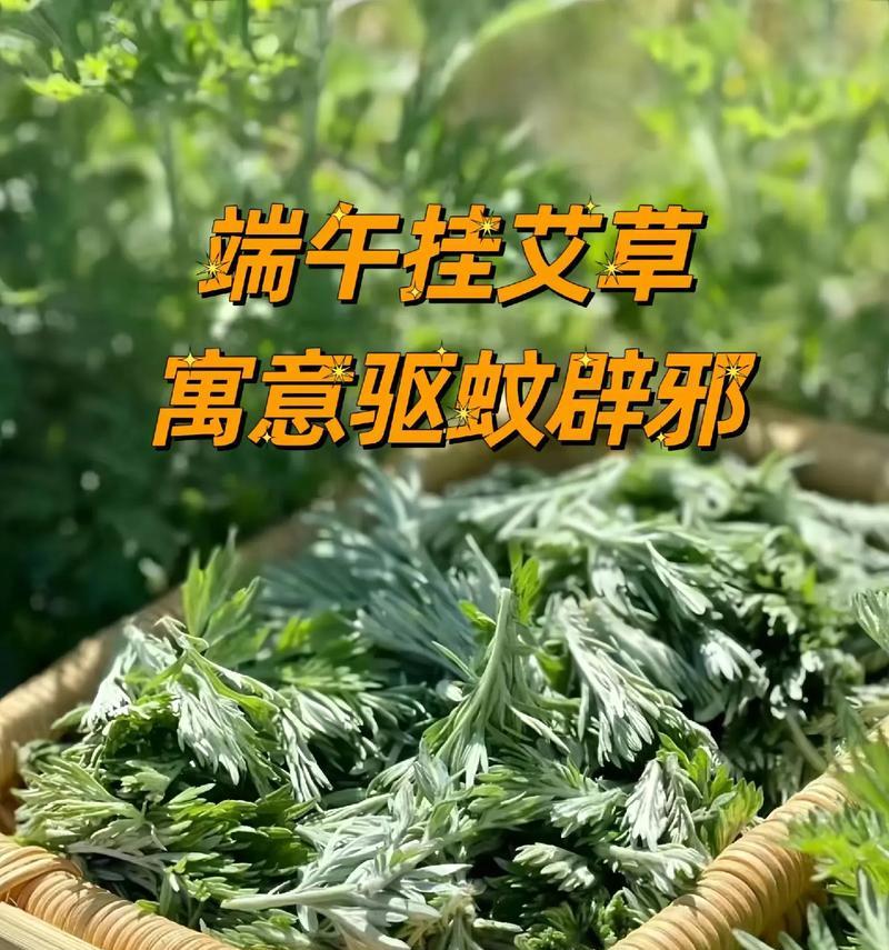 艾草的花语和寓意是什么？如何在节日中使用艾草？