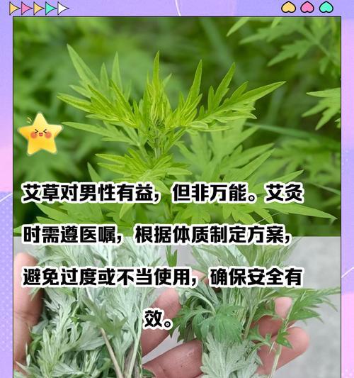 艾草的花语和寓意是什么？如何在节日中使用艾草？