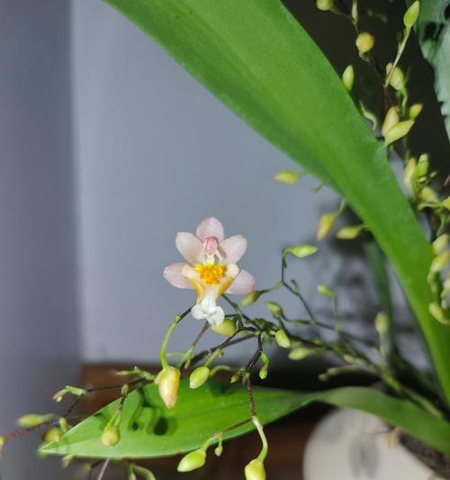 兰花的花语有哪些？如何用兰花表达敬意？