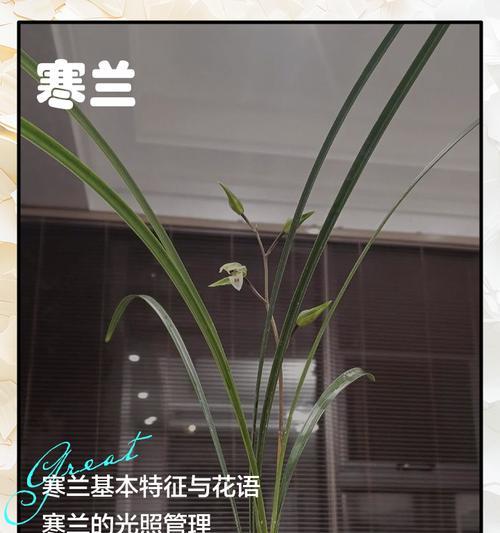 兰花的花语有哪些？如何用兰花表达敬意？