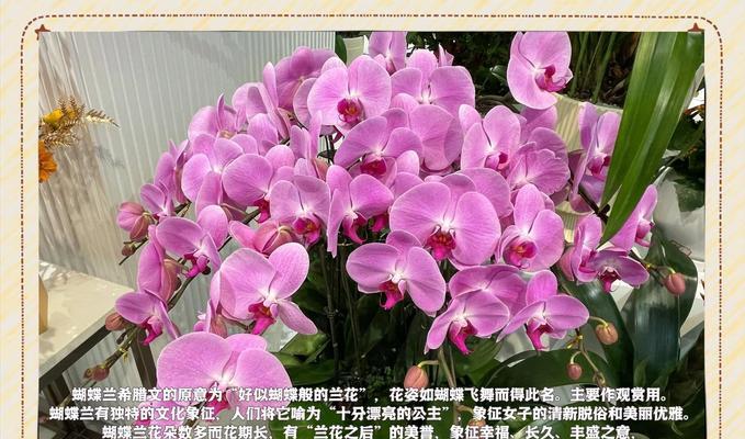 兰花的花语有哪些？如何用兰花表达敬意？