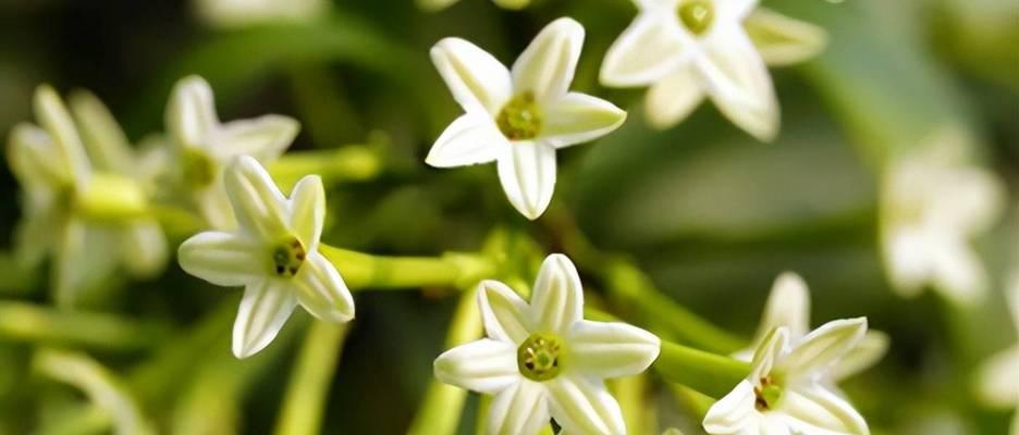 阴天适合送什么花？花语大全中阴天的花语是什么？