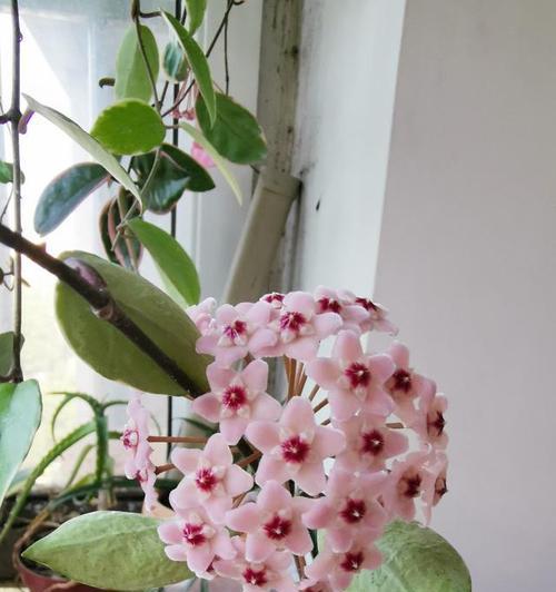 阴天适合送什么花？花语大全中阴天的花语是什么？
