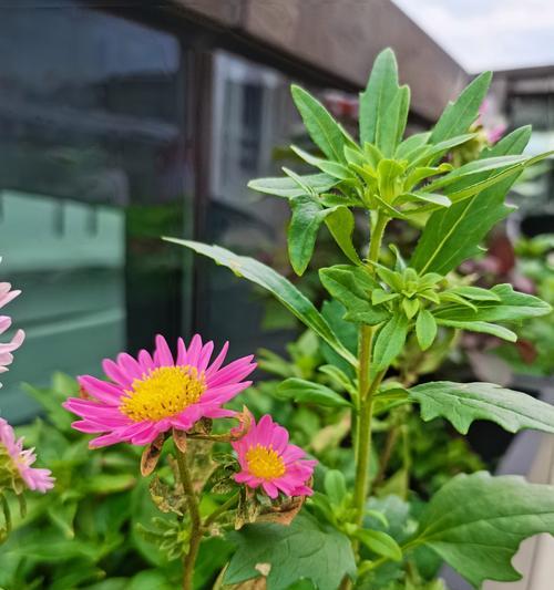 阴天适合送什么花？花语大全中阴天的花语是什么？