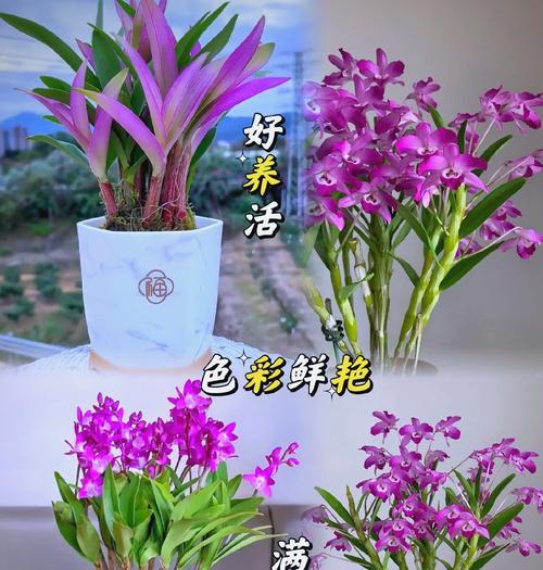 石斛兰的花语是什么？如何用石斛兰表达个性？