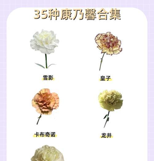哪些花语代表尊重？如何选择合适的花来表达敬意？