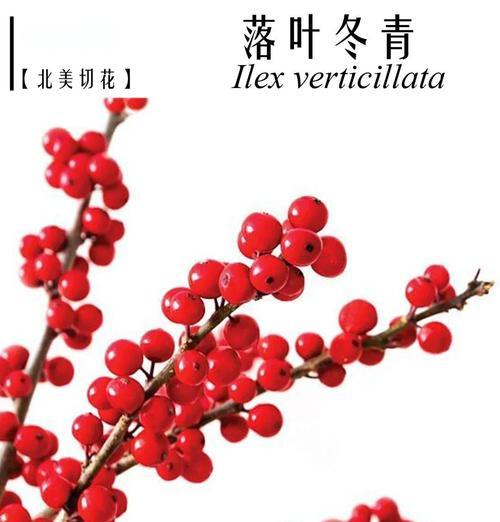 冬青发财果的花语是什么？如何用它来祝愿财富？