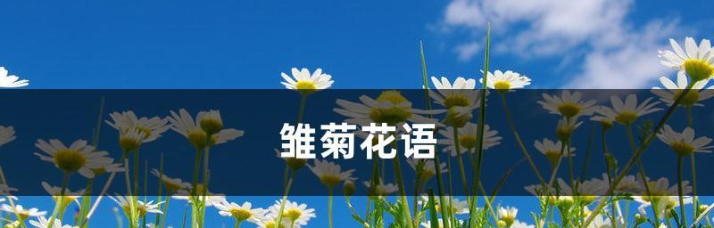 橘色雏菊的花语是什么？如何用它来表达爱意？
