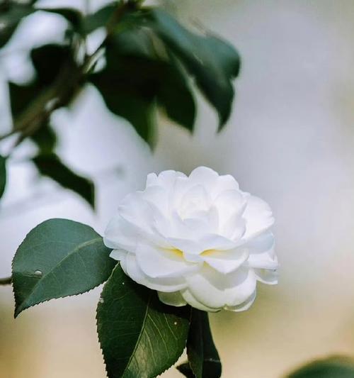 圣洁高雅的花语是什么？如何表达爱的纯洁？