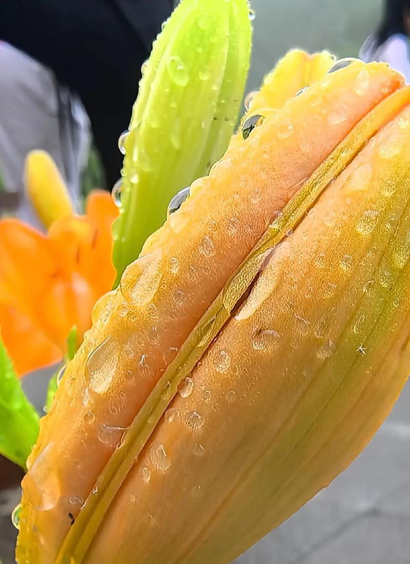 圣洁高雅的花语是什么？如何表达爱的纯洁？