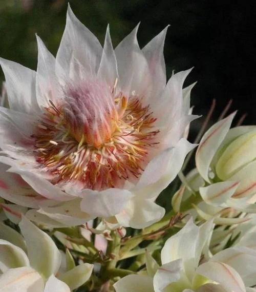 无忧无虑的花语代表什么？哪种花象征自由？