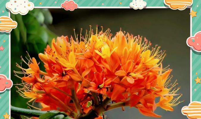 无忧无虑的花语代表什么？哪种花象征自由？
