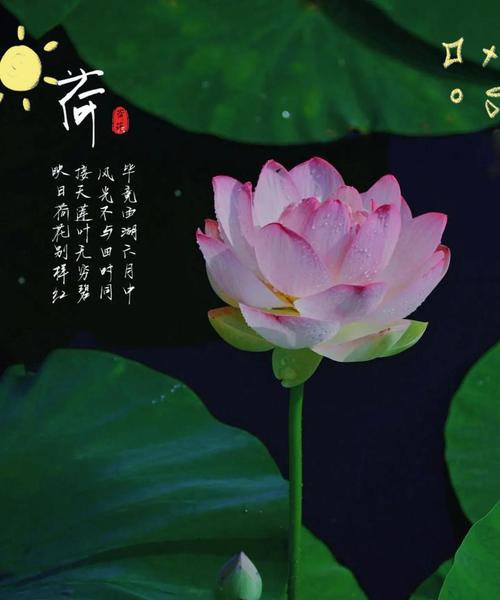 信仰的花语有哪些？哪种花象征信念？