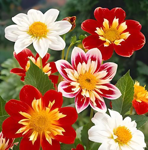 信仰的花语有哪些？哪种花象征信念？