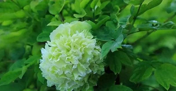 豆绿牡丹的花语是什么？豆绿牡丹象征什么？