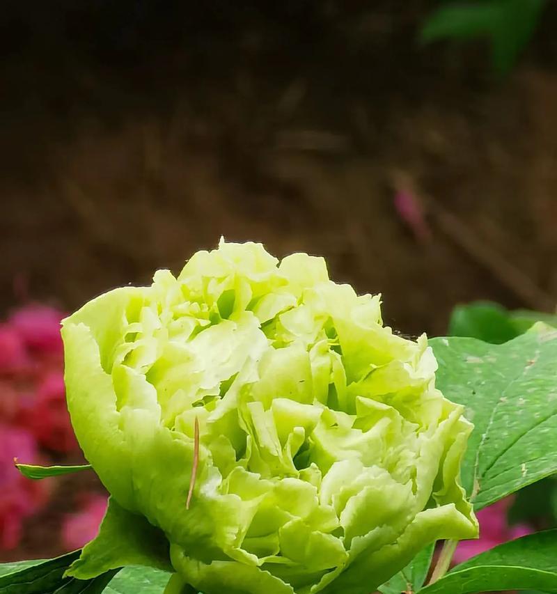 豆绿牡丹的花语是什么？豆绿牡丹象征什么？