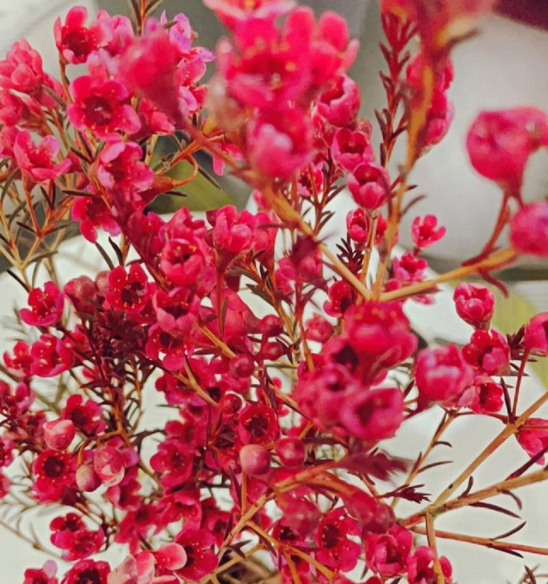 梅花的花语有哪些？梅花象征什么？