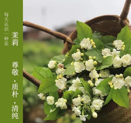 花木的花语茉莉是什么？茉莉花象征什么？