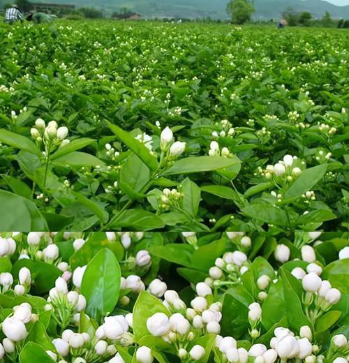 花木的花语茉莉是什么？茉莉花象征什么？