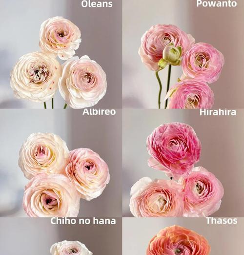 日本鲜花的花语有哪些？日本花语代表什么？