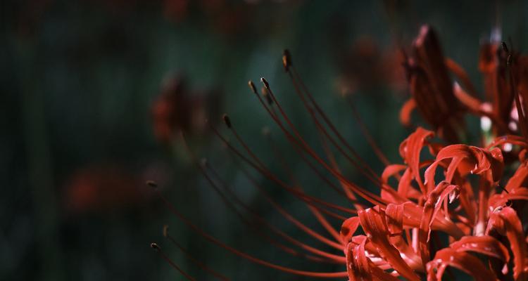 青花石蒜的花语是什么？青花石蒜象征什么？