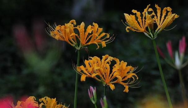 青花石蒜的花语是什么？青花石蒜象征什么？