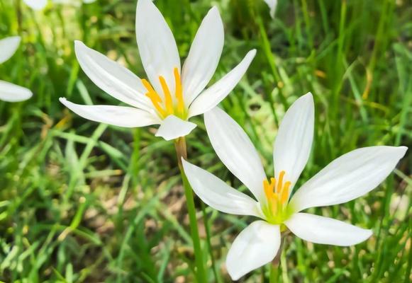 青花石蒜的花语是什么？青花石蒜象征什么？