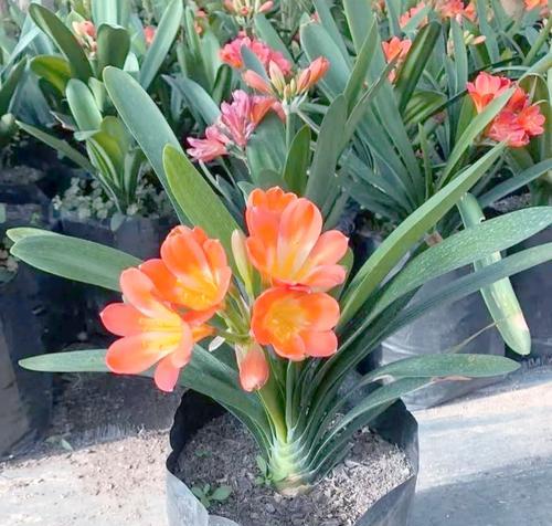 花语是平安的话有哪些？哪种花象征平安？