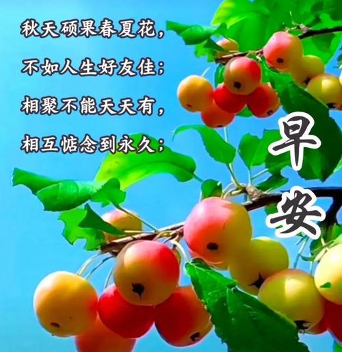 花语是平安的话有哪些？哪种花象征平安？