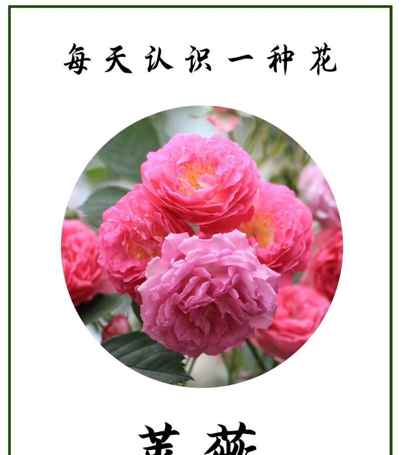 花朵多数的花语是什么？哪种花象征多数？