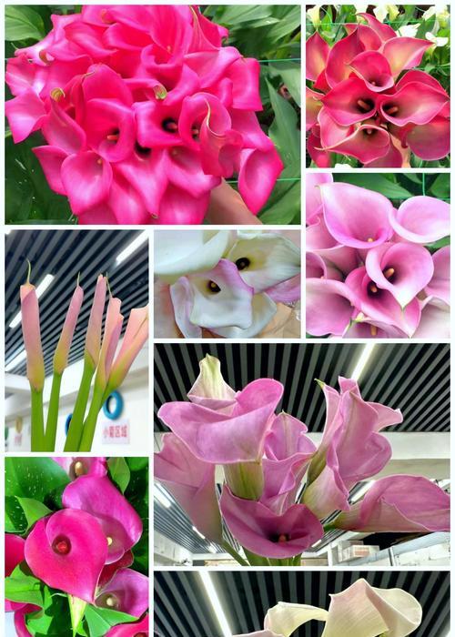 马蹄兰花的花语是什么？马蹄兰象征什么？