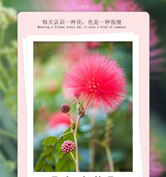 黑心金刚菊花语是什么？黑心金刚菊象征什么？