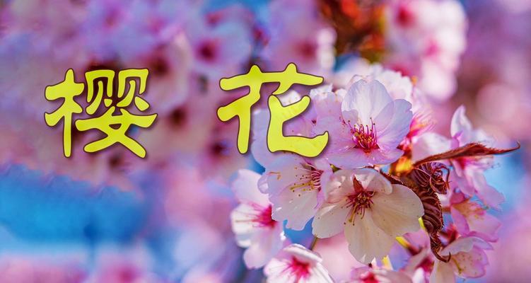 樱花的话语花语是什么？樱花象征什么？