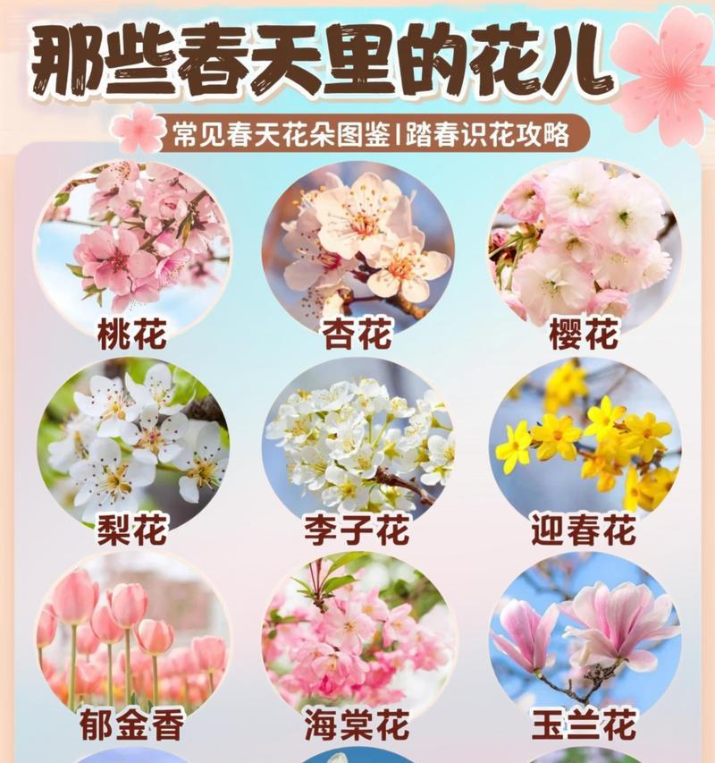 梅花的花语日语怎么说？梅花在日本文化中的意义？