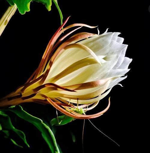 昙花的爱情花语是什么？昙花象征什么爱情？