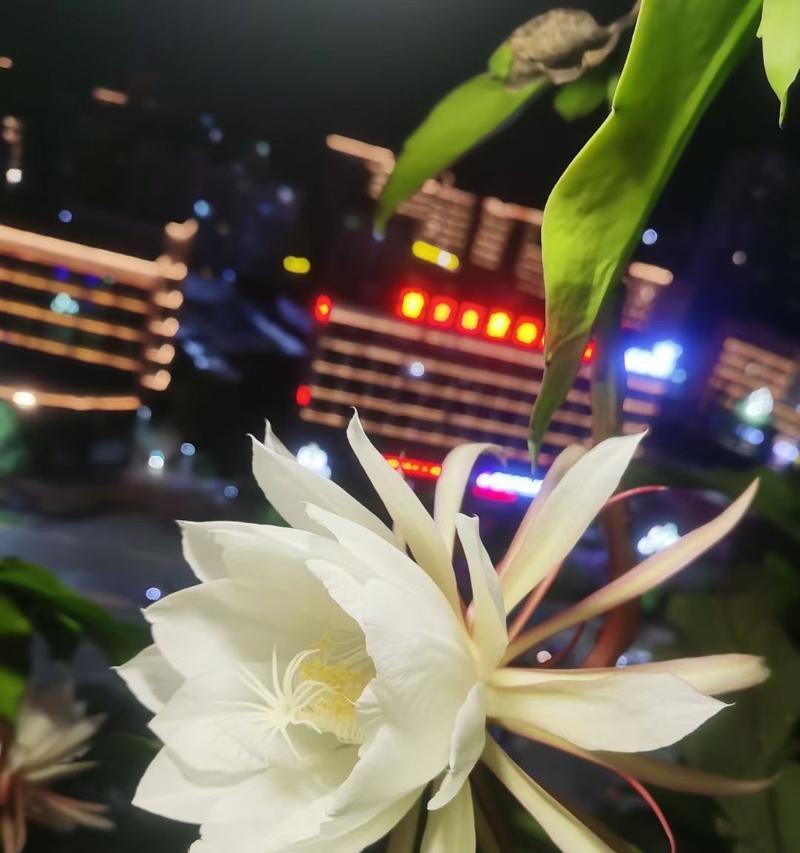 昙花的爱情花语是什么？昙花象征什么爱情？