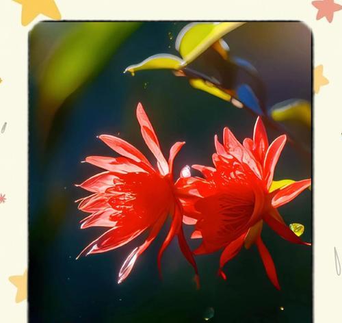 昙花的爱情花语是什么？昙花象征什么爱情？