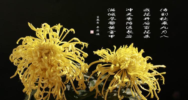 民间花语有哪些？民间花语代表什么？