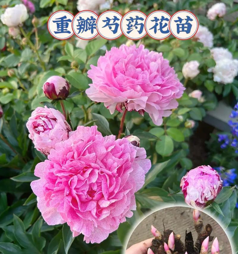 民间花语有哪些？民间花语代表什么？