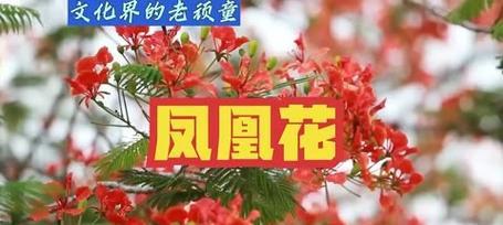 民间花语有哪些？民间花语代表什么？