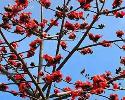 木棉花语是什么？木棉象征着什么？