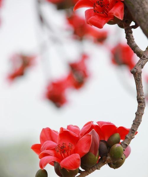 木棉花语是什么？木棉象征着什么？