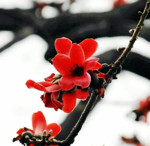 木棉花语是什么？木棉象征着什么？