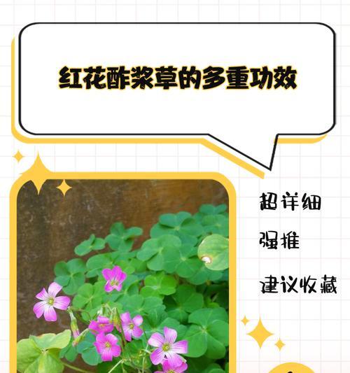 双色酢浆草的花语有哪些含义？