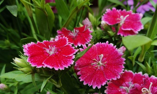 粉色婆婆纳代表什么？花语有何特别之处？