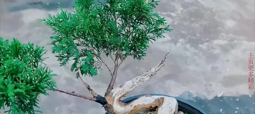 侧柏盆景的花语是什么？它象征着什么？
