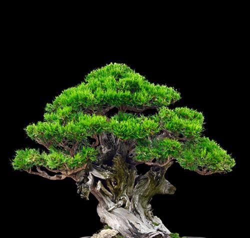 侧柏盆景的花语是什么？它象征着什么？