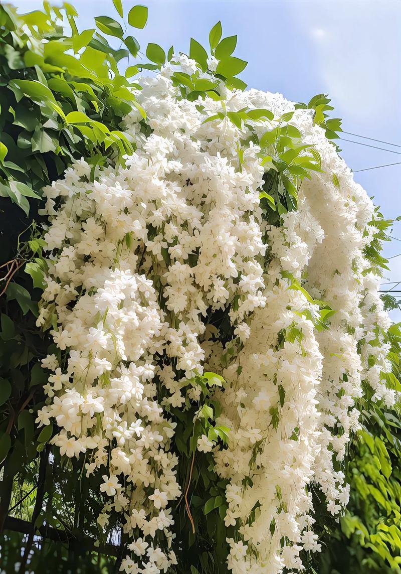 花语的意义是什么？如何理解花的语言？